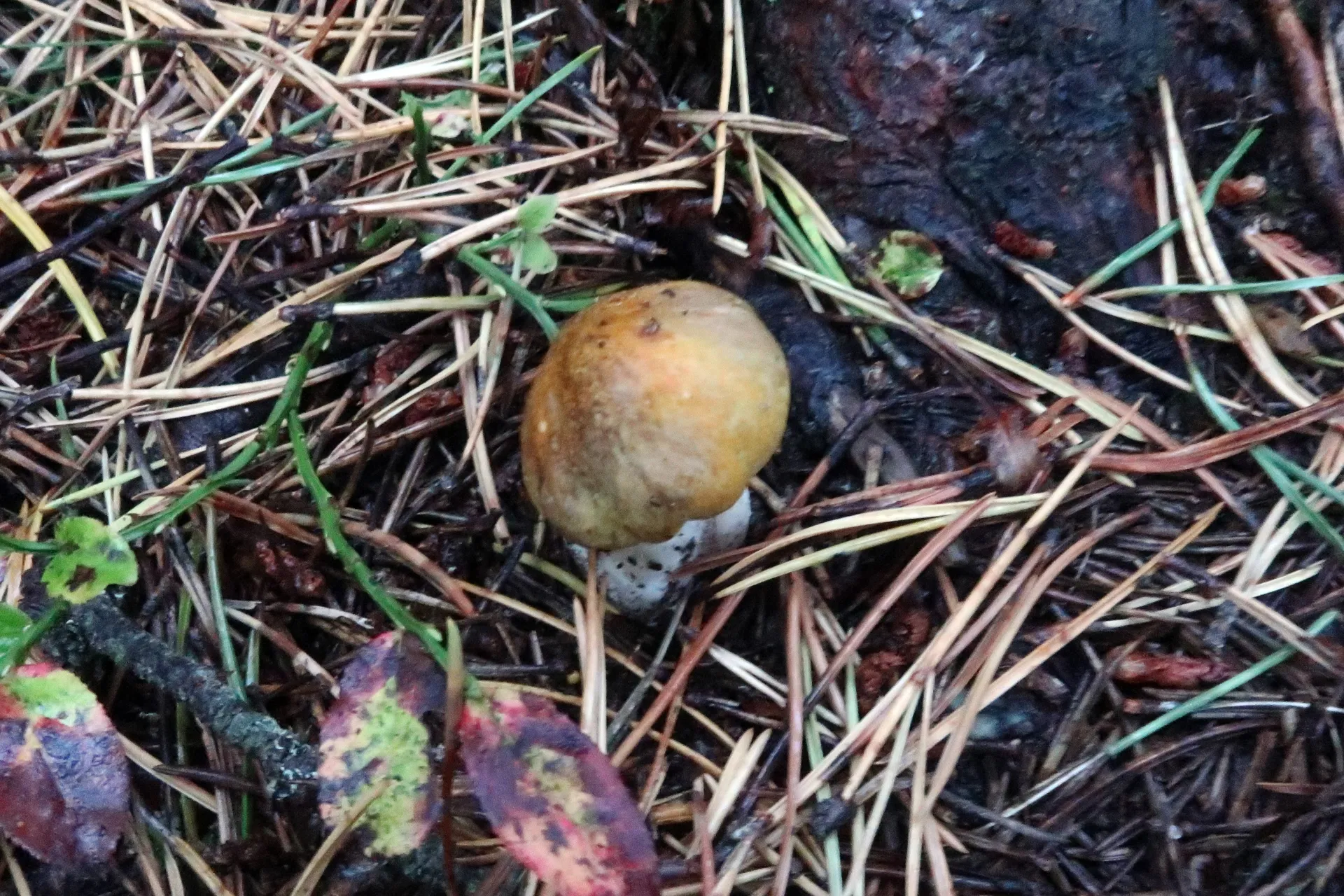 Tricholoma arvernense - 1 - IMG_1497